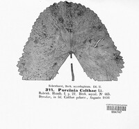 Puccinia calthae image
